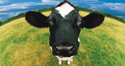 
Жителі Тернопільщини можуть отримати фіндопомогу за землю та корів