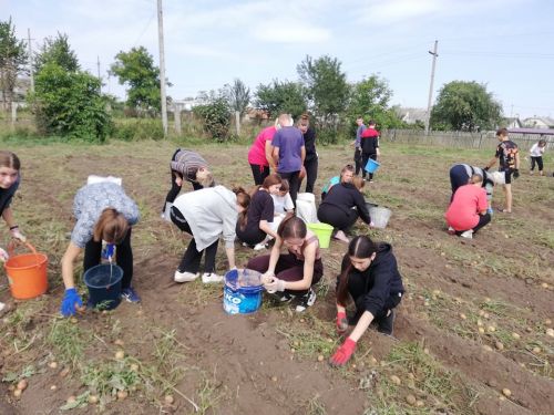 
На Тернопільщині учні гімназії самотужки збирали картоплю для шкільної їдальні (фото)