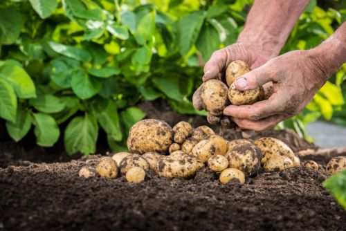 
Тернопільщина: на гектарах полів – картопля з черв’яками