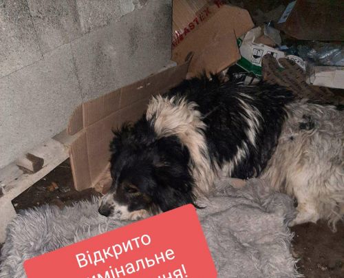
Помирав у страшних муках: у Тернополі розслідують вбивство собаки
