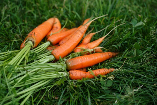 Коли краще і як правильно викопувати моркву, щоб вона зберігалася до весни