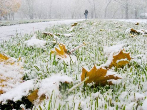 
На Тернопільщині випав перший сніг (відео)