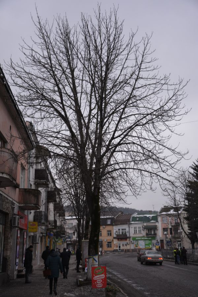 
Обрізку дерев розпочали на вулиці Князя Василька у Теребовлі (фото)