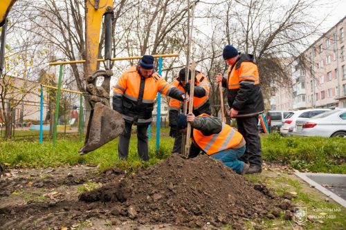 
Майже півсотні яскравих гостролистих кленів висадили біля будинків у Тернополі (ФОТО)