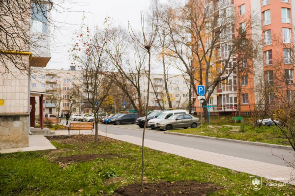 
Майже півсотні яскравих гостролистих кленів висадили біля будинків у Тернополі (ФОТО)