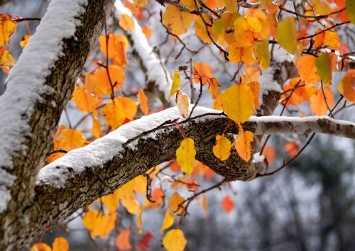 
Синоптик прогнозує в Україні похолодання – може випасти сніг