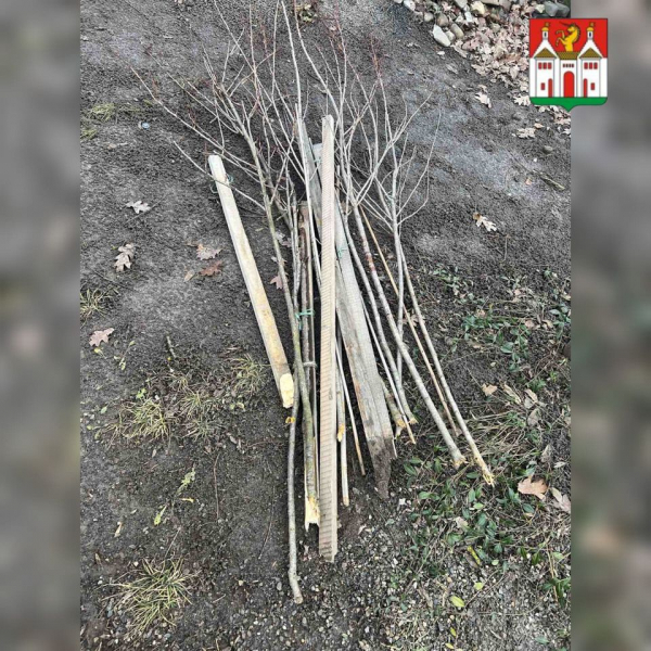 У Заліщиках невідомі вандали знищили алею сакур (фото)
У Заліщиках невідомі вандали знищили алею сакур (фото)