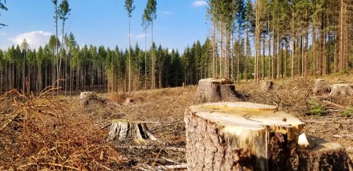 
На Кременеччині лісників оштрафували на 168 тисяч гривень за вирубку дерев