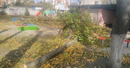 
Впало дерево на тернополянина – чоловік загинув на місці