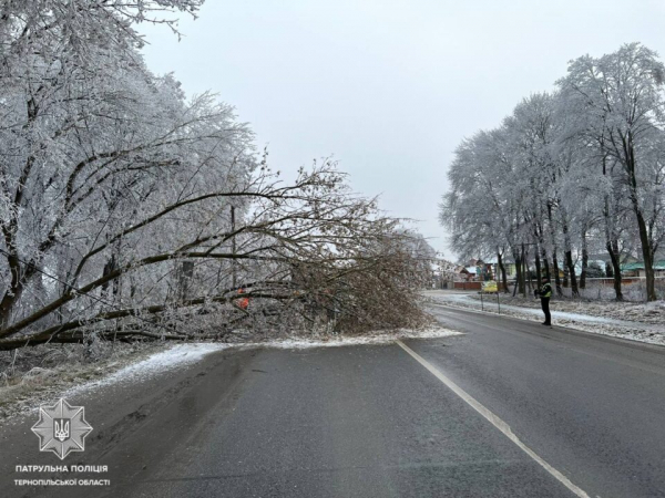 Біля Тернополя на дорогу впали дерева