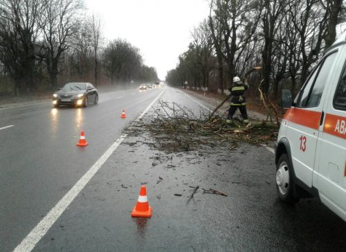 
Може зривати дахи та валити дерева, – на Тернопільщині передають сильний вітер