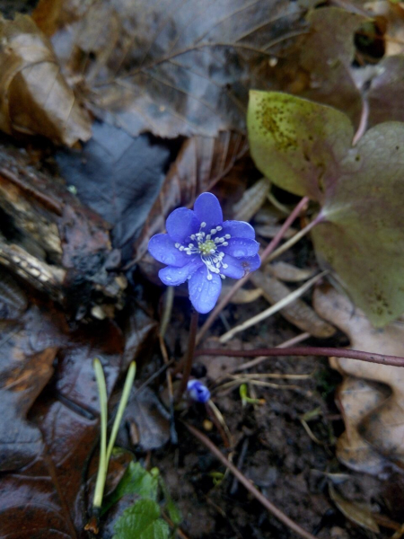 Такого ще не було: на Водохреща на Тернопільщині квітнуть первоцвіти та ростуть гриби