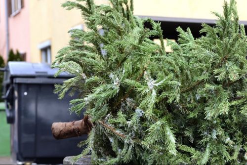 
Де залишати використані новорічні ялинки у Тернополі