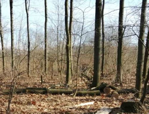 
На Тернопіллі чоловік завдав шкоди лісу на понад 270 тис.грн. (фото)