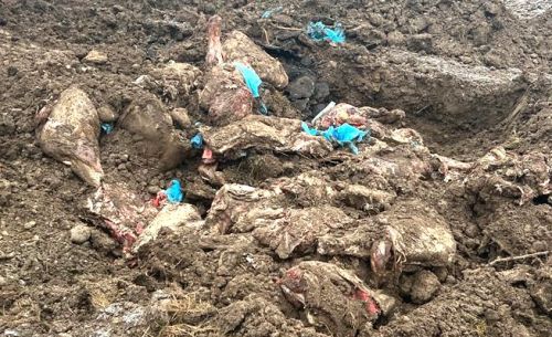 
На Івано-Франківщині закопали 8,5 тонн яловичини вартістю понад 1 млн грн (фото)