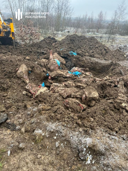 
На Івано-Франківщині закопали 8,5 тонн яловичини вартістю понад 1 млн грн (фото)