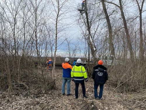 
На Тернопільщині дорожники вирізали 258 дерев, щоб гілля не падали на лінії електропередач (фото)