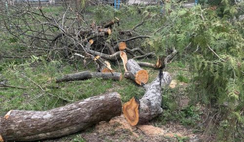
Мешканці, які ініціювали зрізку дерев у центрі Тернополя, прокоментували ситуацію