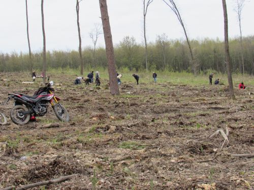 
3 тисячі ялинок висадили у лісі на Бережанщині (фото)