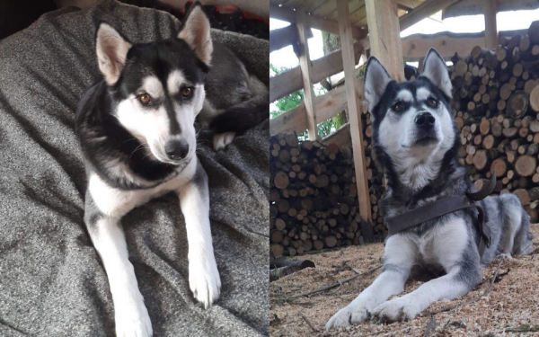 Господаря забирають на війну: у Тернополі прилаштовують собаку породи хаскі