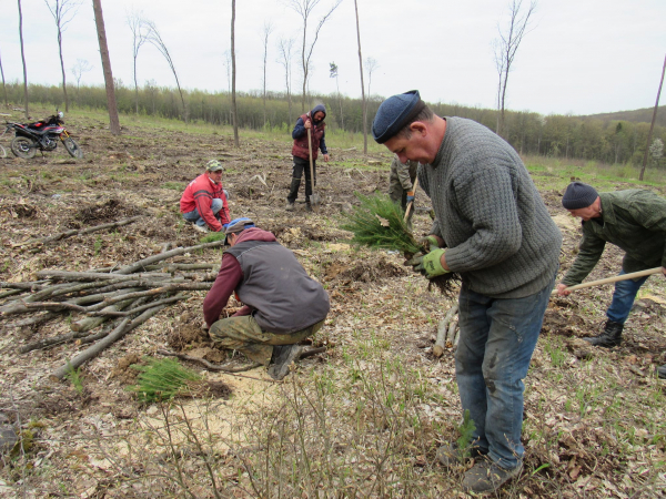 
3 тисячі ялинок висадили у лісі на Бережанщині (фото)