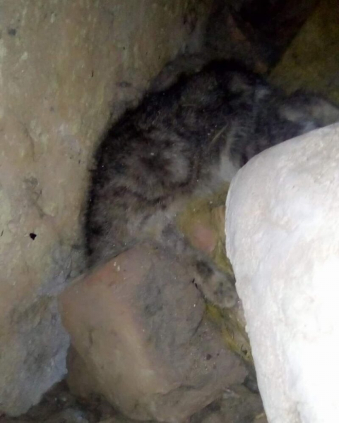 У підвалі багатоповерхівки в Тернополі жорстоко розправились з тваринами
