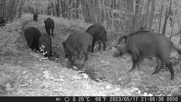 Популяція диких кабанів у “Кременецьких горах” потрапила у фотопастку