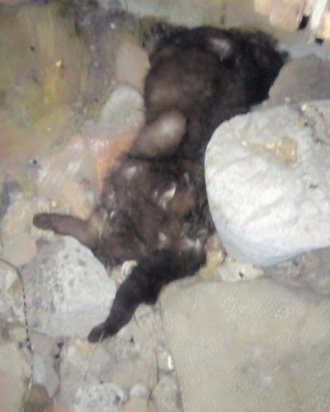 У підвалі багатоповерхівки в Тернополі жорстоко розправились з тваринами