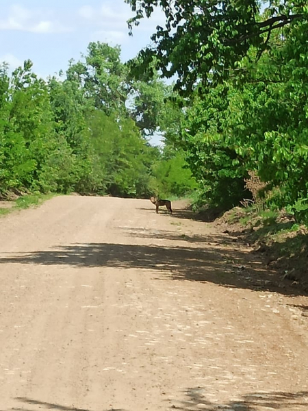 На польовій дорозі у Тернопільській області місцеві жителі зустріли хижака (фото)
На польовій дорозі у Тернопільській області місцеві жителі зустріли хижака (фото)