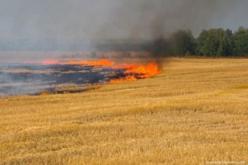 
Згоріли три гектари посівів пшениці у пожежі на Скалатщині