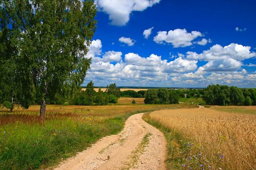 
На Тернопільщині бабусю, яку шукали два дні родичі і поліція, знайшли у соєвому полі