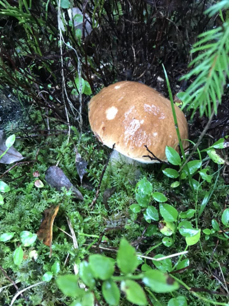 
Тернополяни відкрили у Карпатах осінній грибний сезон (фото)