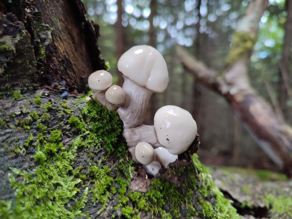 
Тернополяни відкрили у Карпатах осінній грибний сезон (фото)