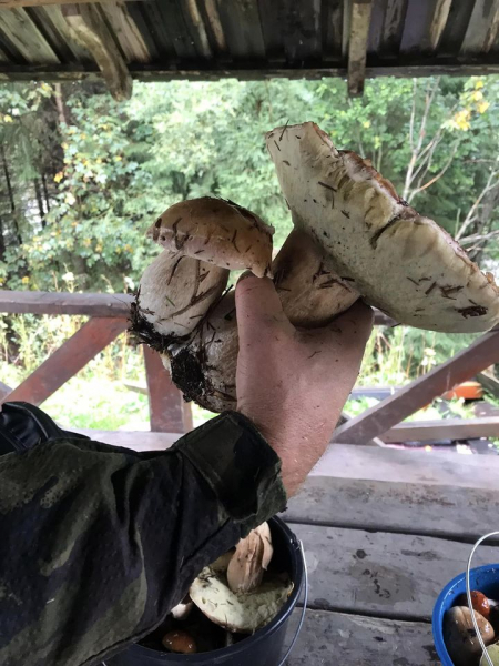 
Тернополяни відкрили у Карпатах осінній грибний сезон (фото)