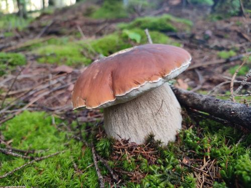 
Тернополяни відкрили у Карпатах осінній грибний сезон (фото)