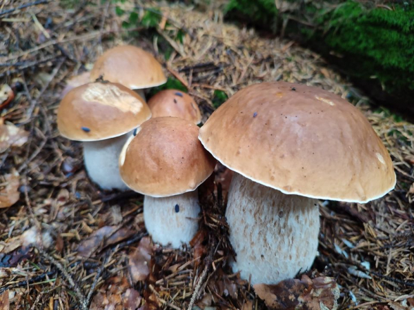 
Тернополяни відкрили у Карпатах осінній грибний сезон (фото)