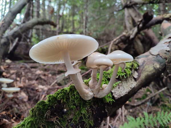 
Тернополяни відкрили у Карпатах осінній грибний сезон (фото)