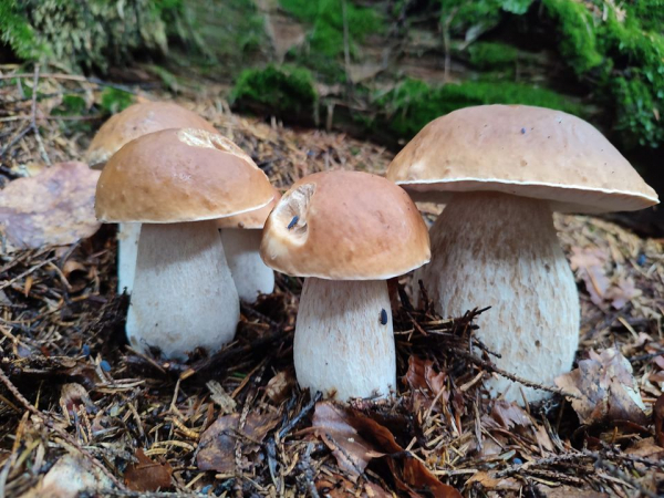 
Тернополяни відкрили у Карпатах осінній грибний сезон (фото)