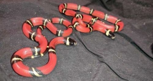 
Заповзла до квартири: у Тернополі зловили рідкісну змію, а тепер шукають їй господарів (фото)