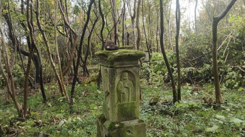 
Парк пам’яті створять на польському кладовищі в Олієві: триває відновлення (ФОТО)