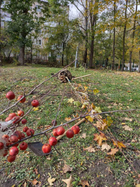 
Сакури, яблуні, верби: біля будинків у Тернополі висадили нові дерева (ФОТО)