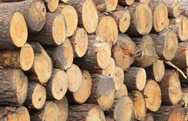 Розмір субсидії на купівлю дров збільшили вдвічі: кому призначають і як отримати