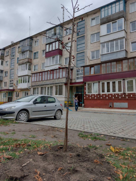 
Сакури, яблуні, верби: біля будинків у Тернополі висадили нові дерева (ФОТО)