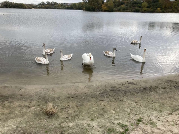 
На місцевому ставку у Збаражі поселилися десятки лебедів (фотофакт)