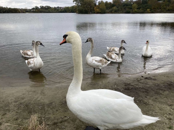 
На місцевому ставку у Збаражі поселилися десятки лебедів (фотофакт)