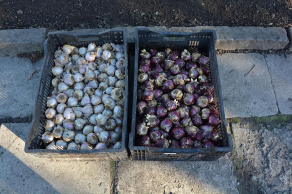 У місті на Тернопільщині розквітне прапор України з гіацинтів