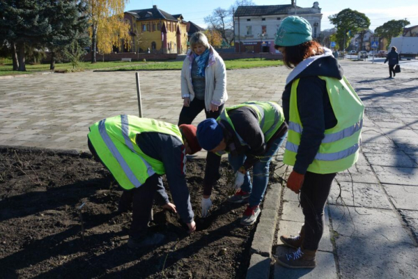 У місті на Тернопільщині розквітне прапор України з гіацинтів