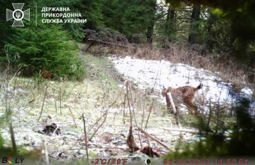 Зубаті й волохаті: на ухилянтів в Карпатах чатують не тільки прикордонники (фото)
Зубаті й волохаті: на ухилянтів в Карпатах чатують не тільки прикордонники (фото)