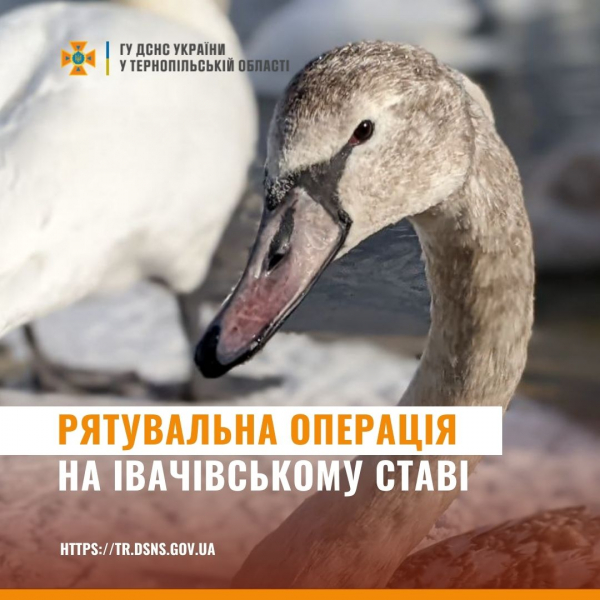 На Івачівському ставі врятували диких лебедів