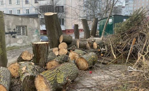 
У Тернополі ОСББ незаконно зрізало 12 дерев, бо мешканцям "було темно в квартирах"